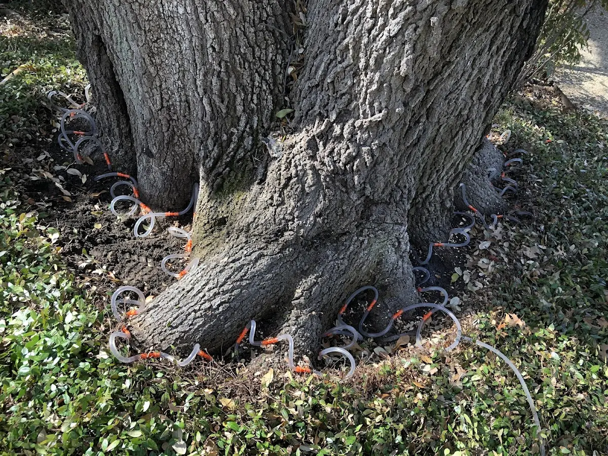 Detailed Tree Cabling and Bracing job site in Gorin